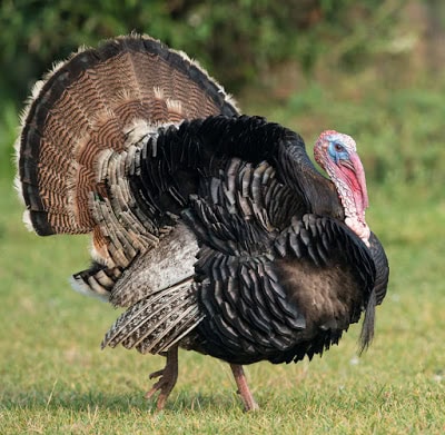 Turkey Talk & Tips