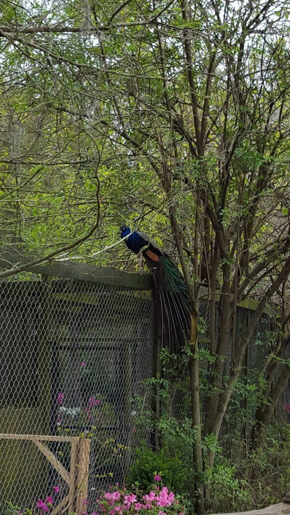 peacock on a fence