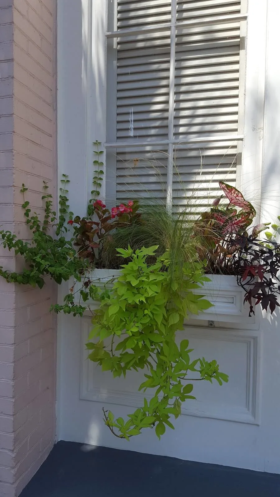 Beautiful window box in Charleston, South Carolina 