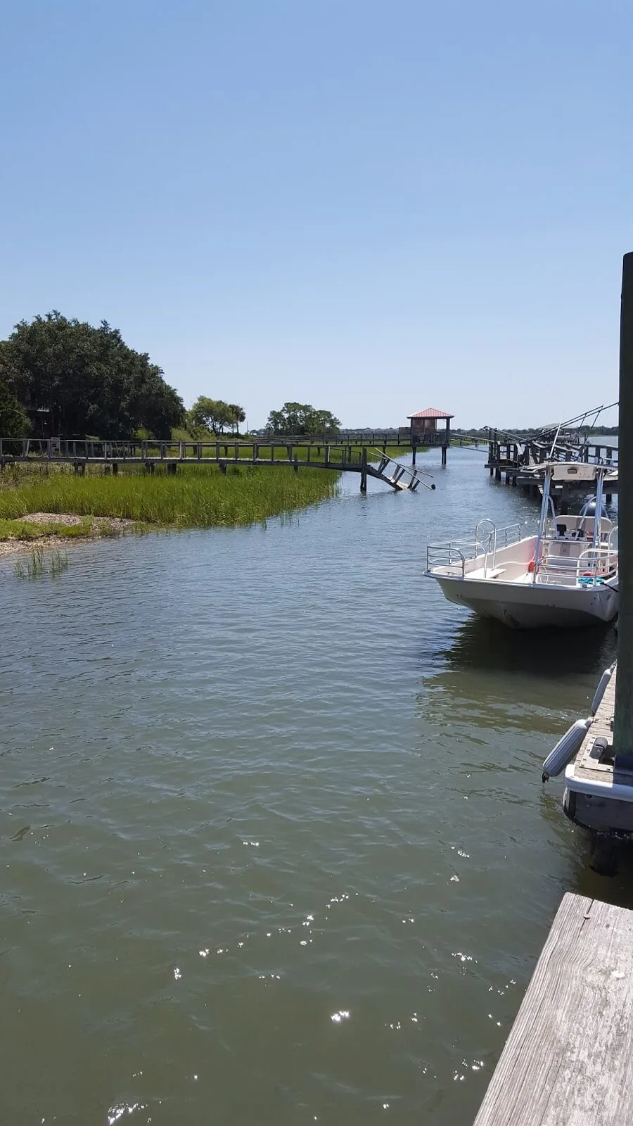 Charleston outdoor adventures - dolphin tour