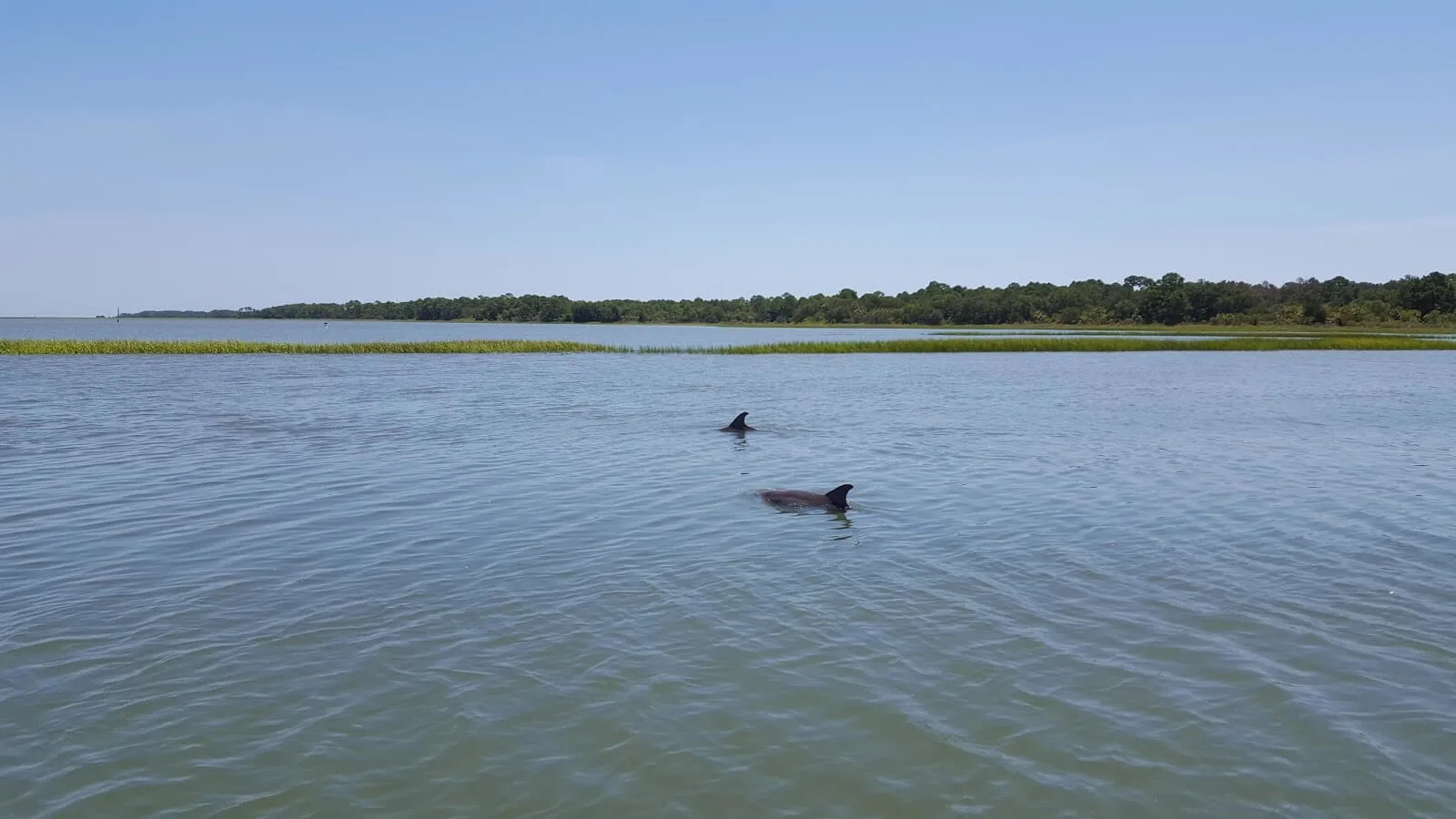 Dolphin Tours in Charleston SC