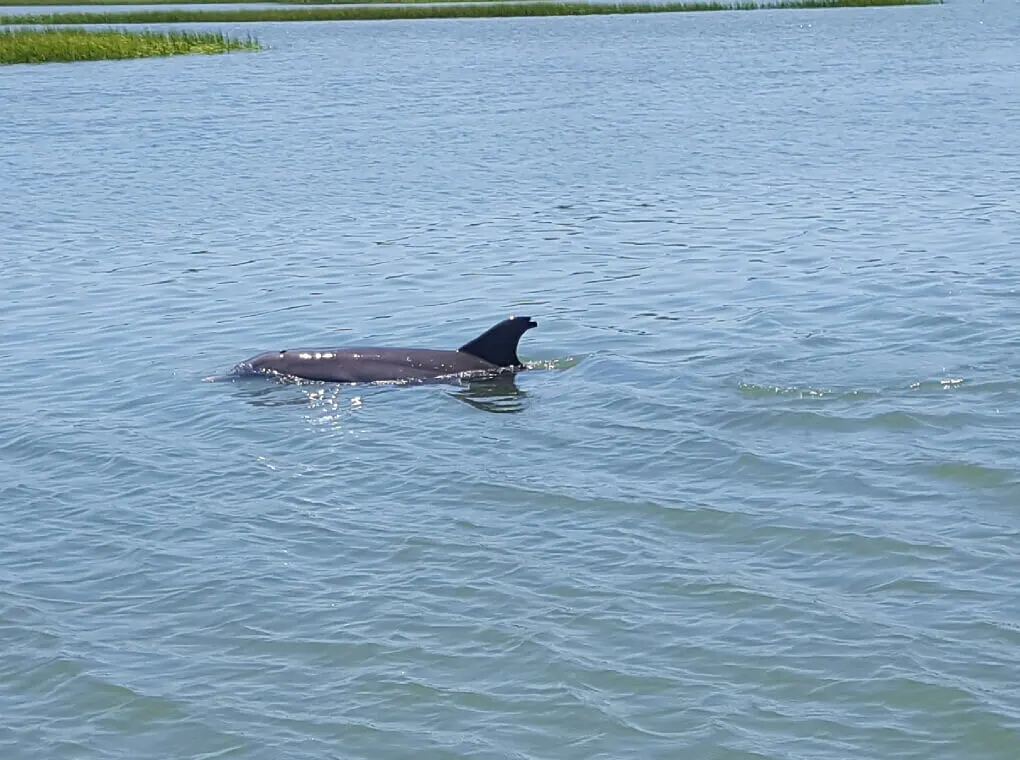 Charleston SC marshland dolphins