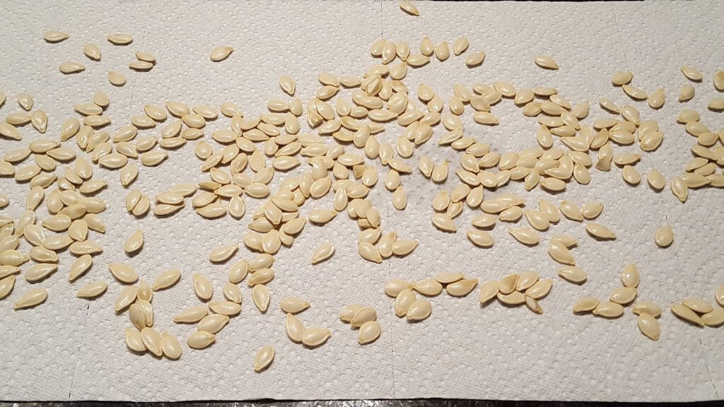 Drying pumpkin seeds