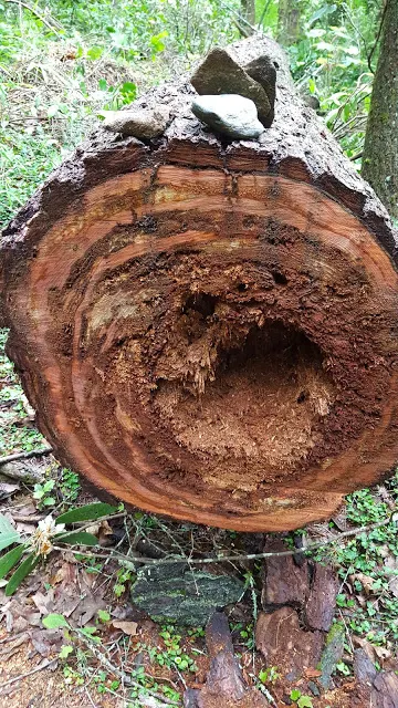 Interesting tree along nature hike