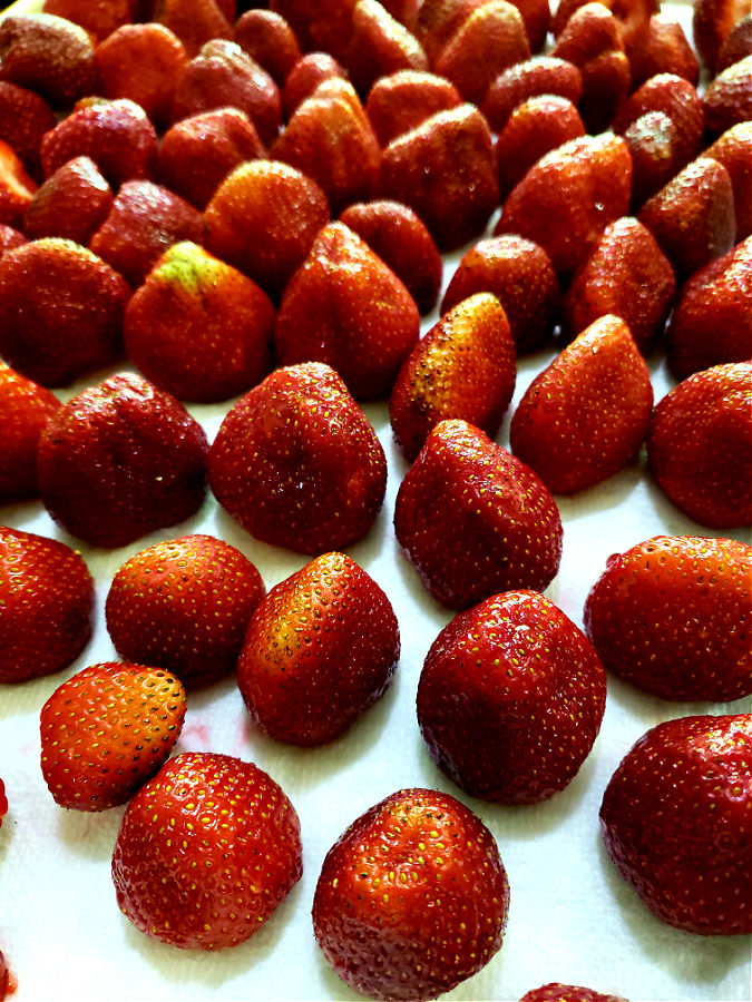 Washed strawberries drying on a baking sheet pan lined with paper towels