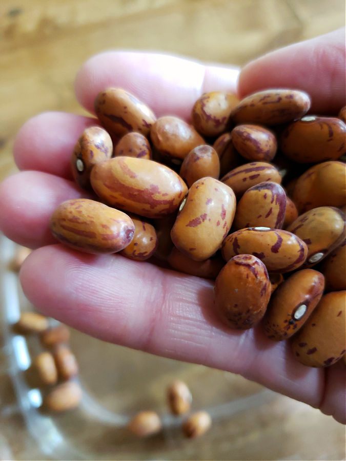 photo showing dried cranberry beans