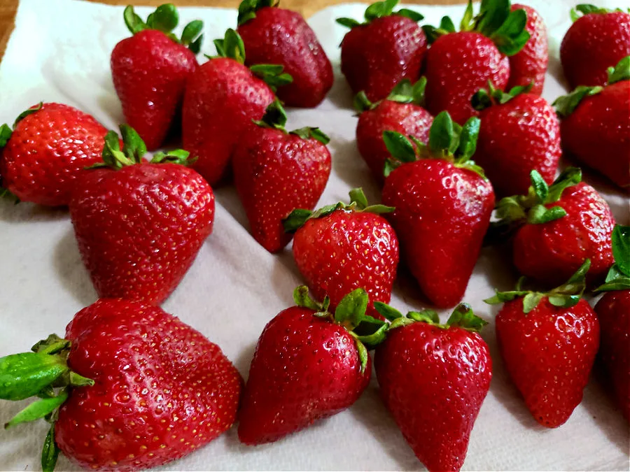 fresh strawberries drying on paper towels in preparation for making a strawberry pretzel salad recipe