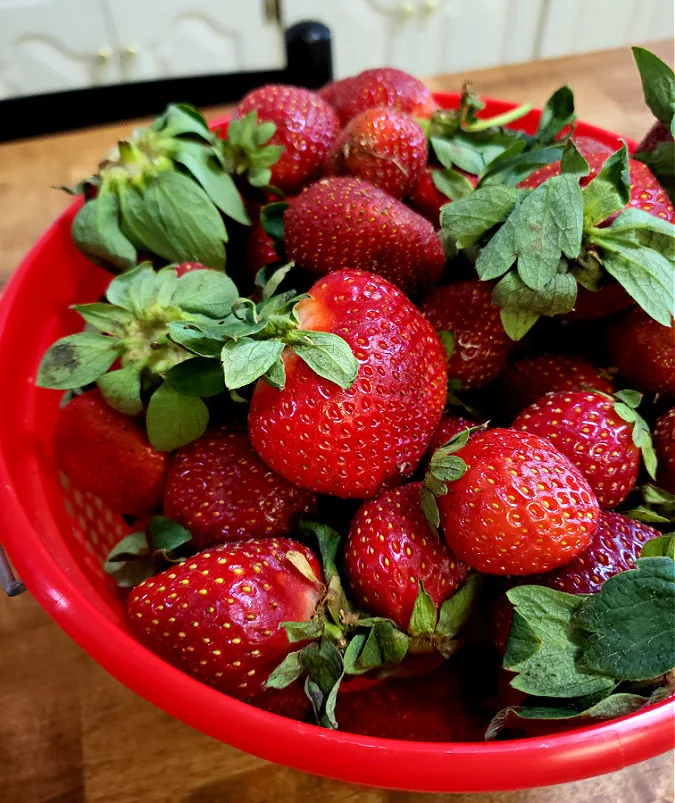 Gallon bucket filled with strawberries. Fresh berries are delicious on their own or with cream cheese and vanilla extract, a sweet glaze or used in dessert recipes