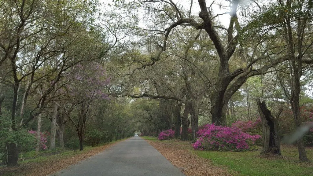 driveway with living oak trees and azaleas