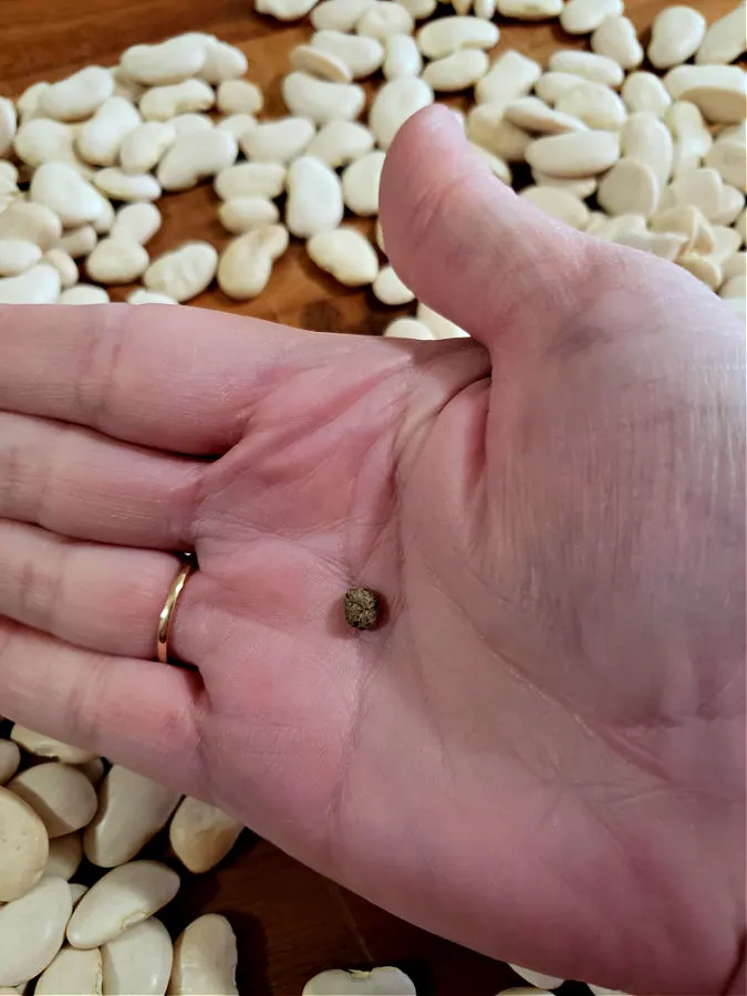 finding a pebble in dried lima beans