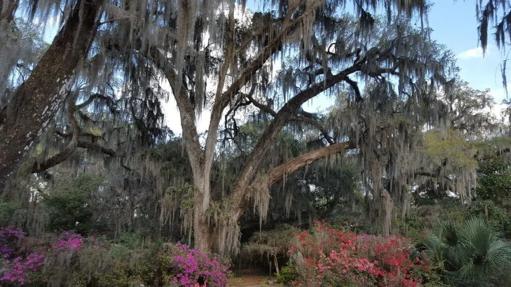 plantation oak tree