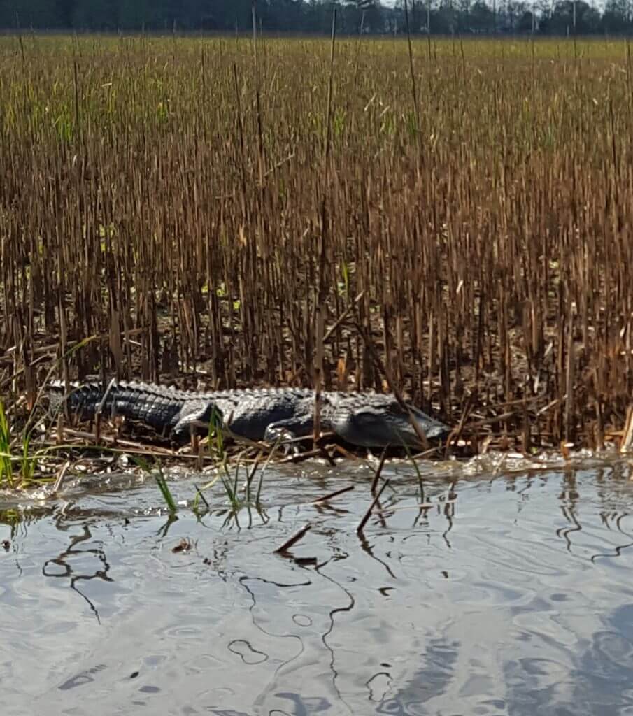Alligator sunning himself