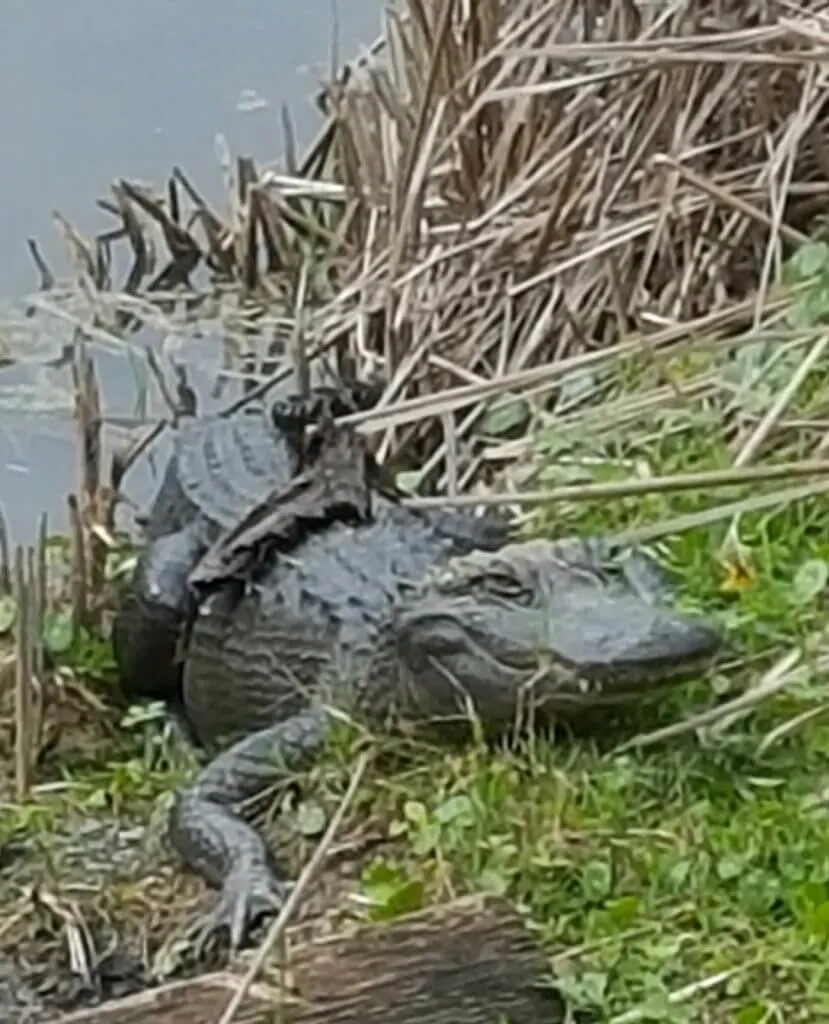 Alligator in historic rice bog at Magnolia plantation