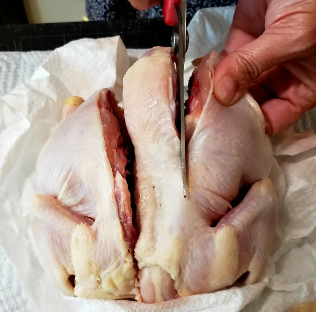 Using kitchen shears to remove the backbone from a small chicken - spatchcock